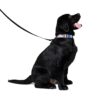 149 DESIGNS X CHROMEPRIX PET COLLAR & LEASH